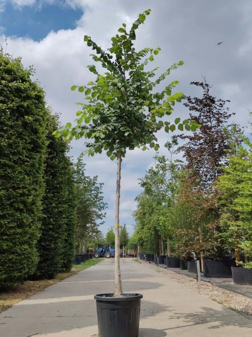 Fladderiep | Hoogstam