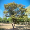 Japanse esdoorn 'Atropurpureum' | Meerstammig