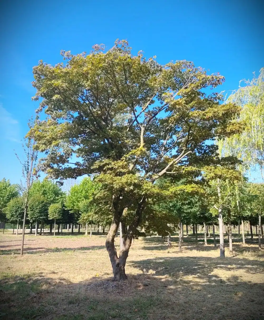 Japanse esdoorn 'Atropurpureum' | Meerstammig