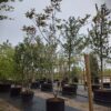 Walnotenboom | Solitair laagstam
