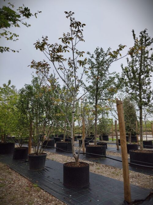 Walnotenboom | Solitair laagstam