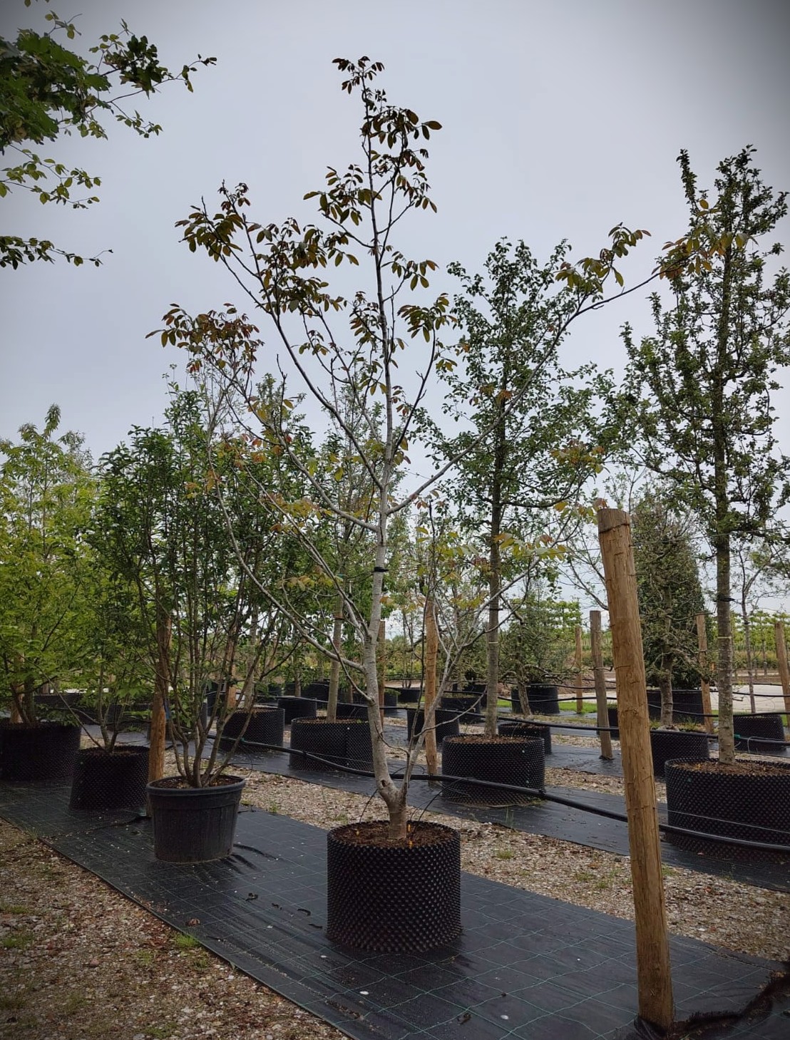 Walnotenboom | Solitair laagstam