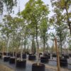 Walnotenboom | Solitaire hoogstam