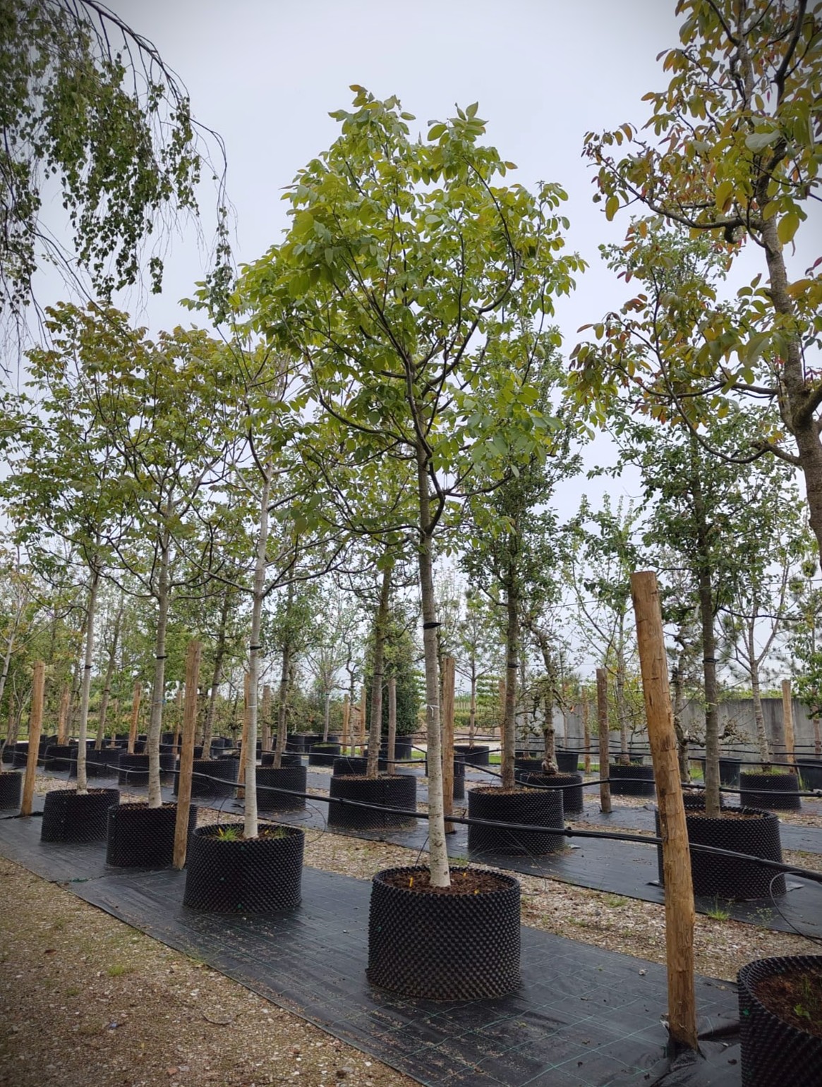 Walnotenboom | Solitaire hoogstam