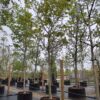 Walnotenboom | Solitaire hoogstam