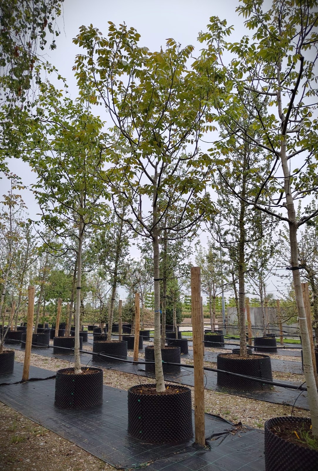 Walnotenboom | Solitaire hoogstam