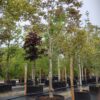 Walnotenboom | Solitaire hoogstam
