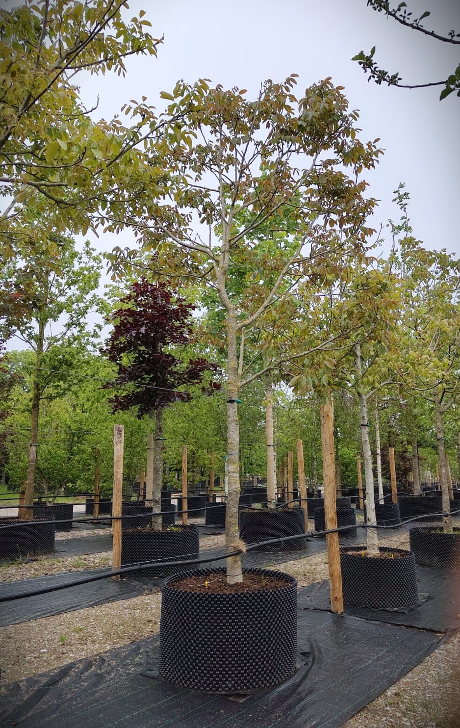 Walnotenboom | Solitaire hoogstam
