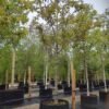 Walnotenboom | Solitaire hoogstam