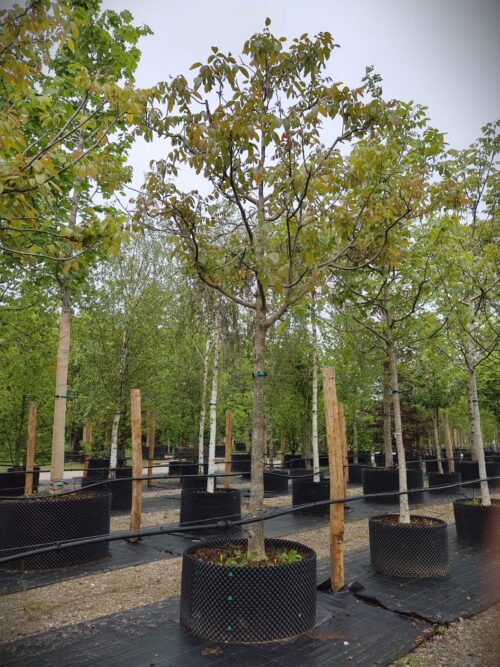 Walnotenboom | Solitaire hoogstam