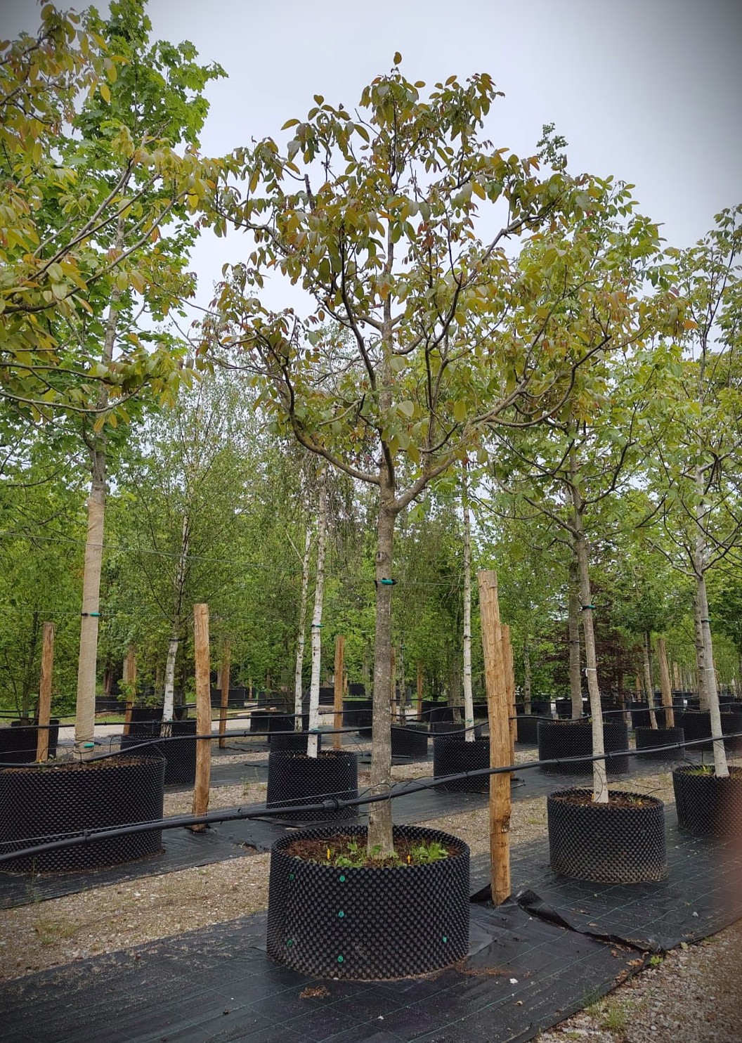 Walnotenboom | Solitaire hoogstam