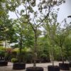 Walnotenboom | Solitaire hoogstam