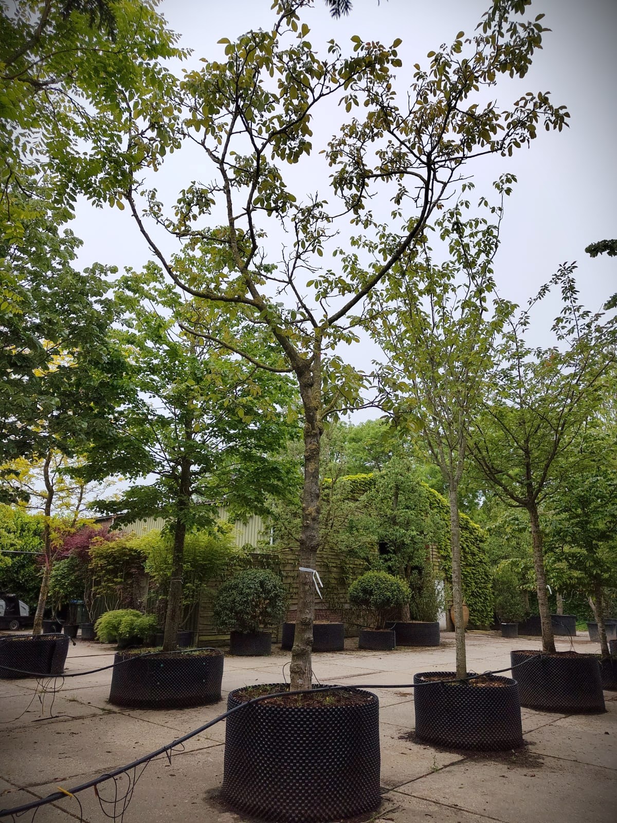 Walnotenboom | Solitaire hoogstam