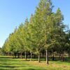 Watercipres | Hoogstam