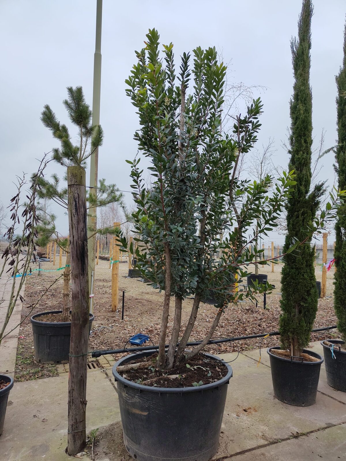 Aardbeiboom | Meerstammig