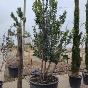 Aardbeiboom | Meerstammig