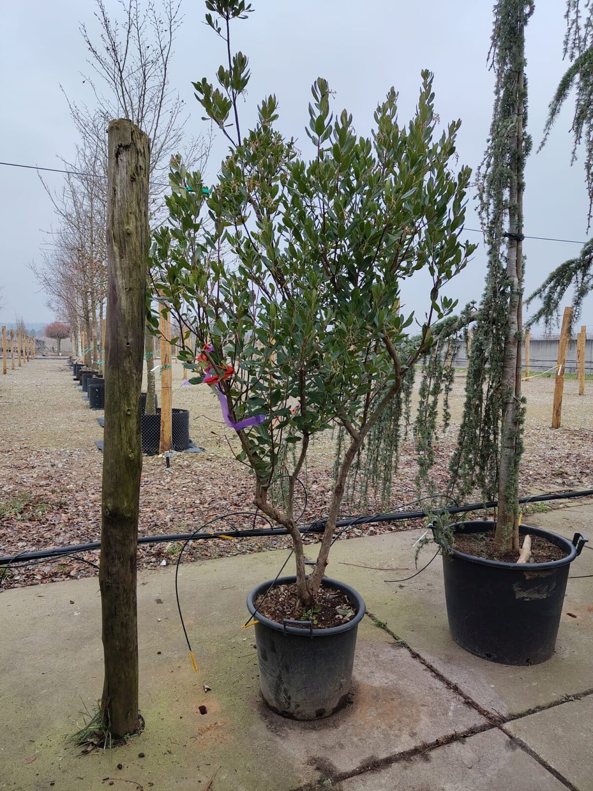 Aardbeiboom | Meerstammig