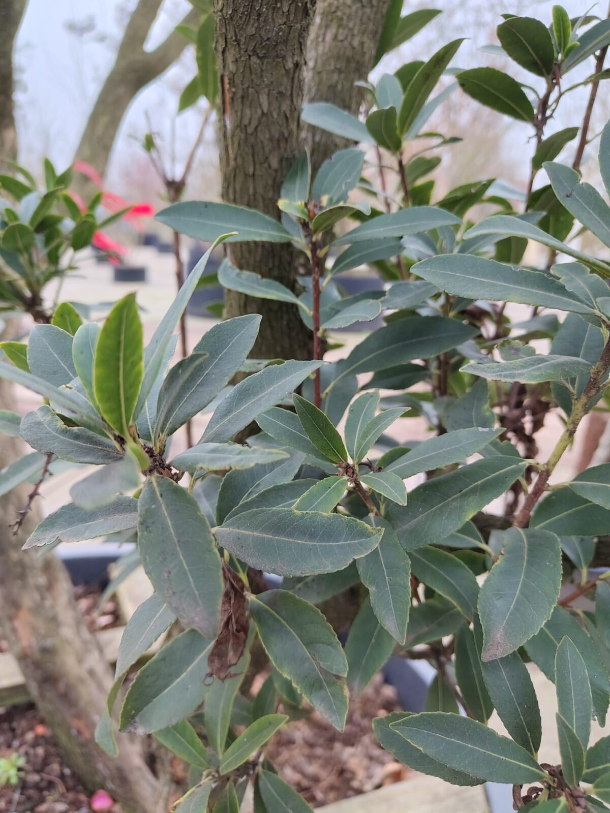 Aardbeiboom | Meerstammig