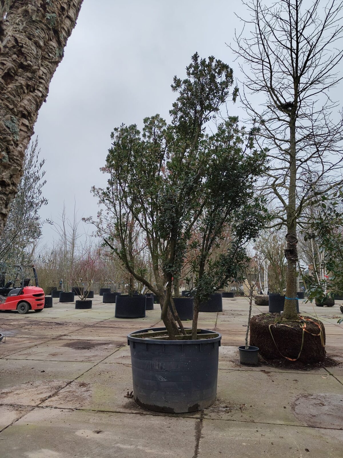 Aardbeiboom | Meerstammig