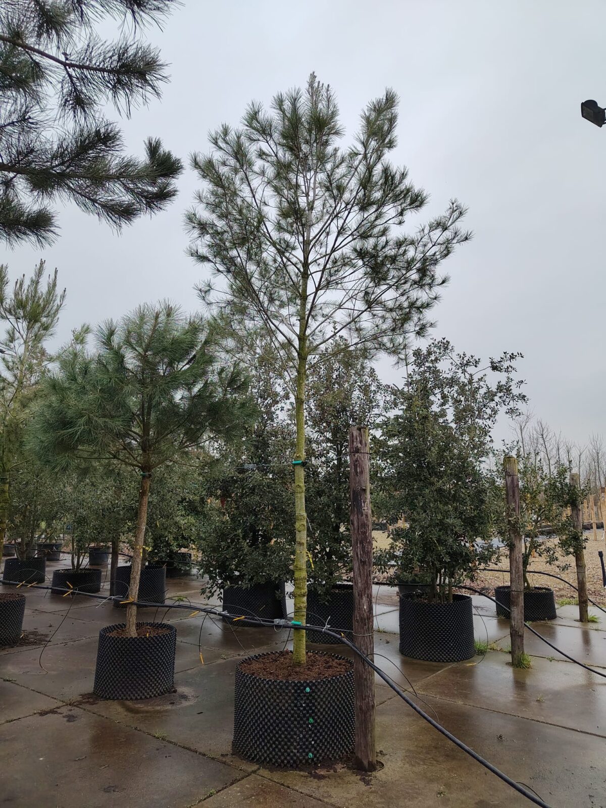 Aleppo-den | Hoogstam