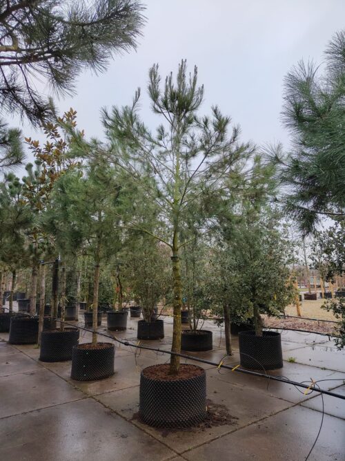 Aleppo-den | Hoogstam