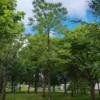 Zwarte walnotenboom | Hoogstam