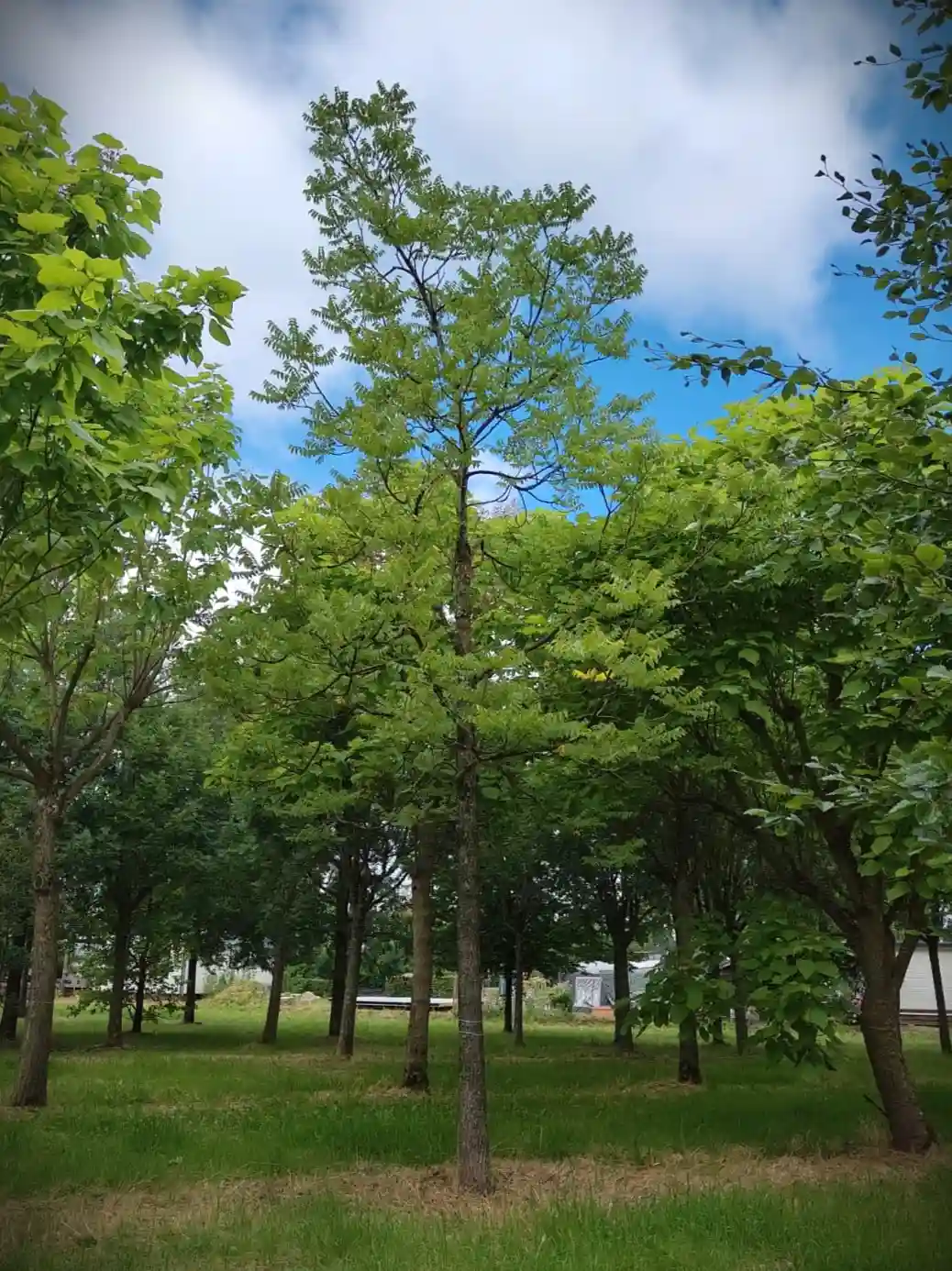 Zwarte walnotenboom | Hoogstam