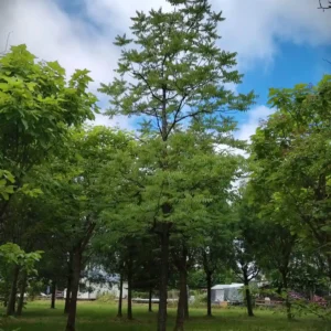 Zwarte walnotenboom | Hoogstam