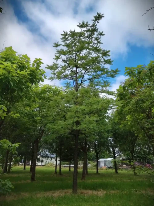 Zwarte walnotenboom | Hoogstam