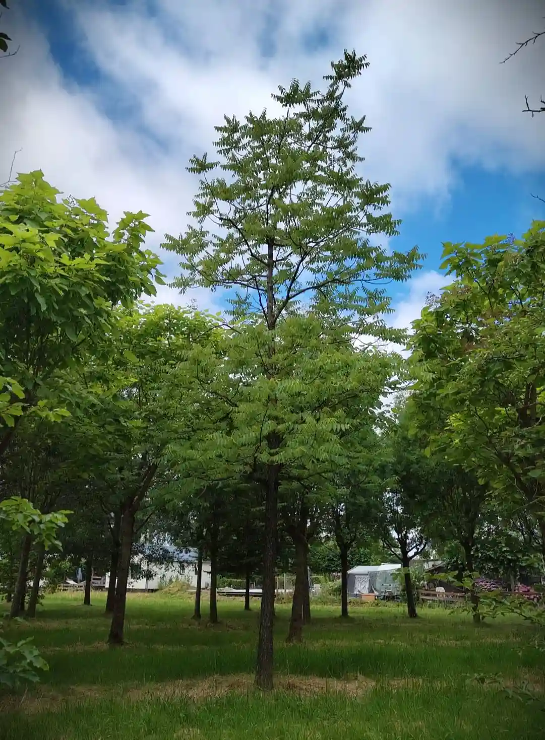 Zwarte walnotenboom | Hoogstam