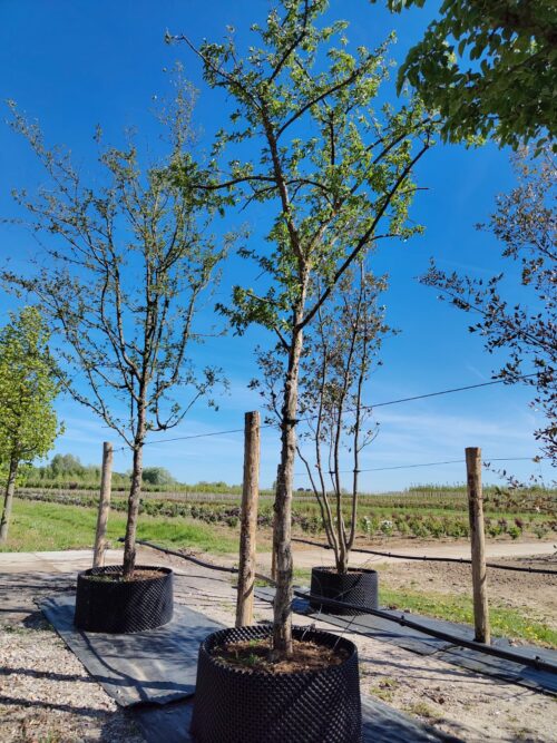 Gele kornoelje | Hoogstam