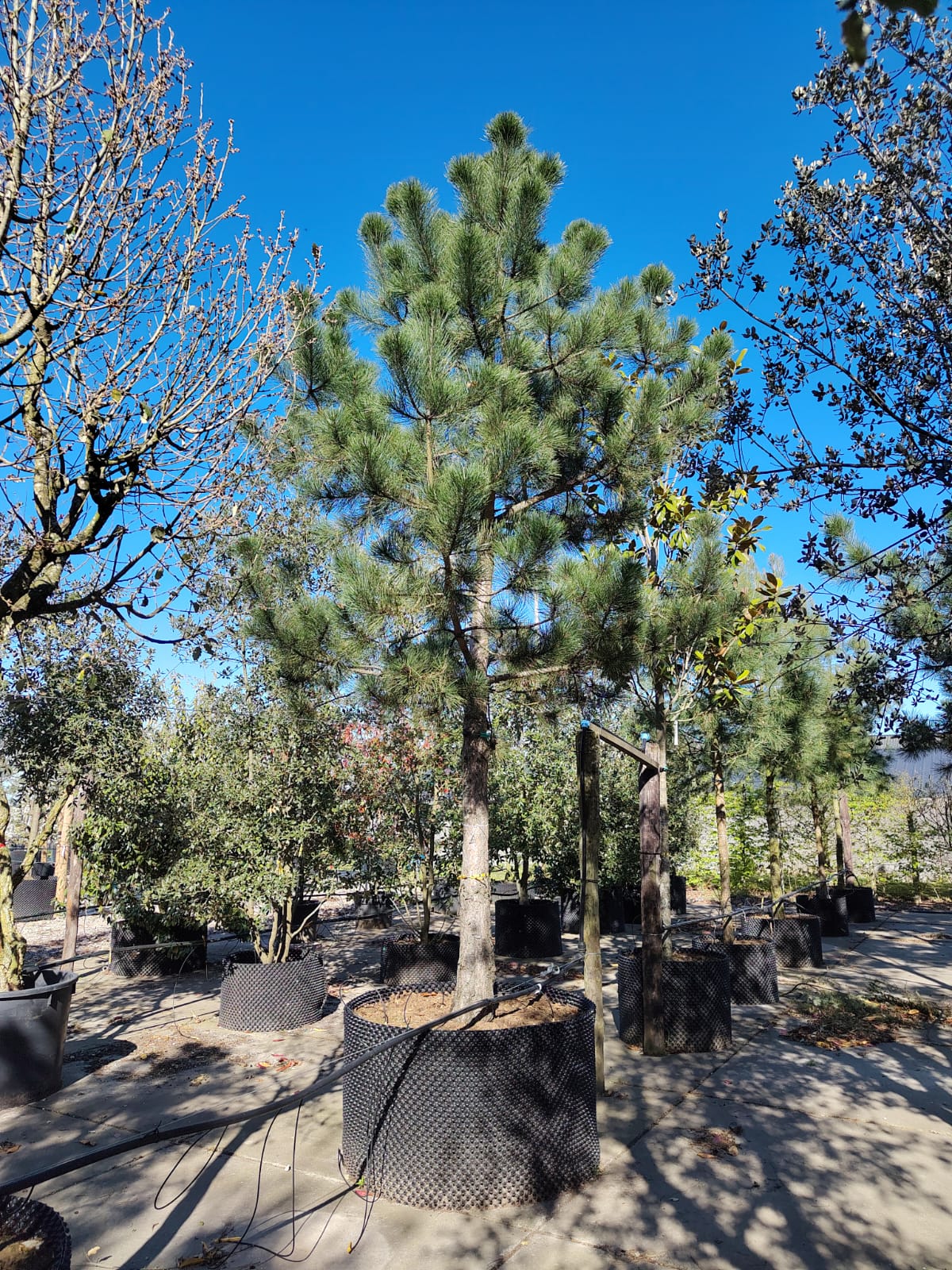 Zwarte den | Halfstam