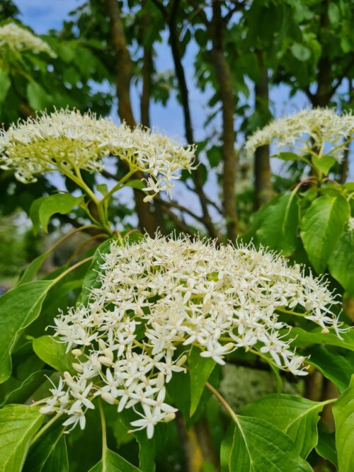 Gele kornoelje | Hoogstam