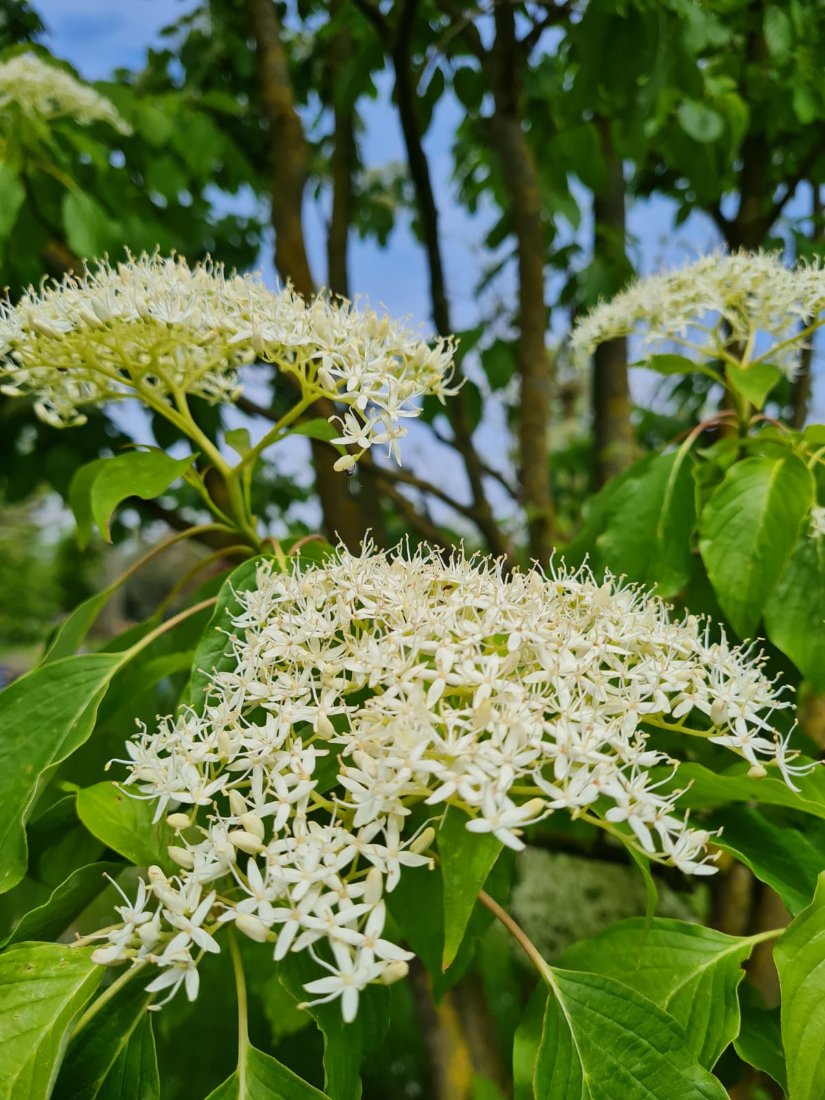 Reuzenkornoelje | Meerstammig
