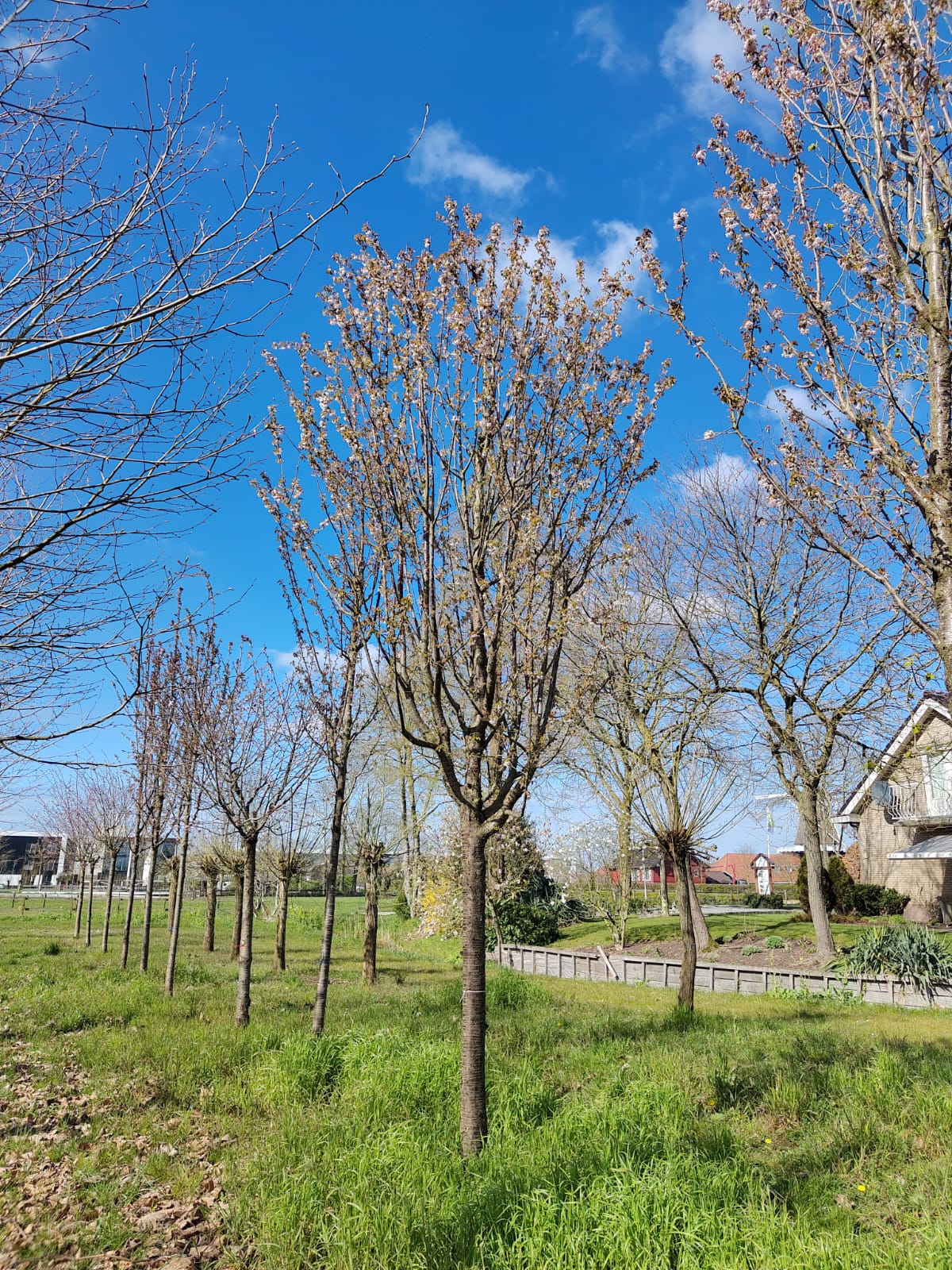 Sierkers 'Schmitti' | Hoogstam