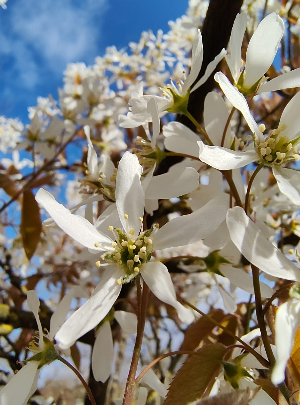 Amerikaans Krentenboompje | Meerstammig