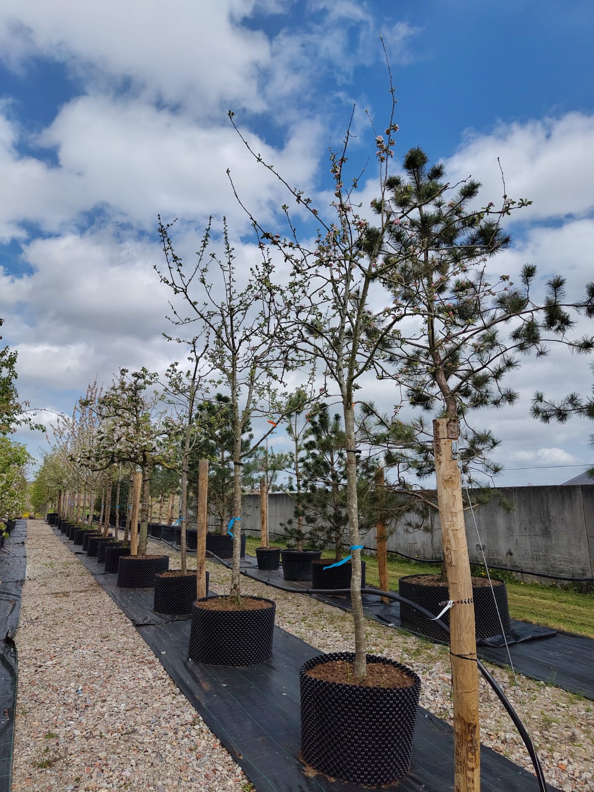 Appelboom 'Elstar' | Halfstam