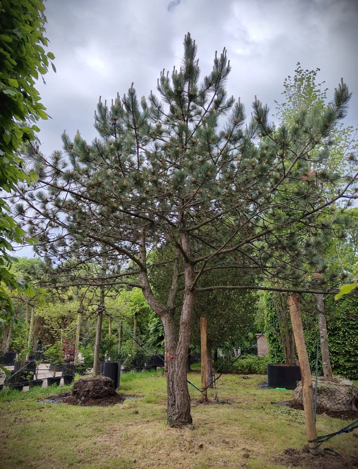 Oostenrijkse den | Dubbelstam