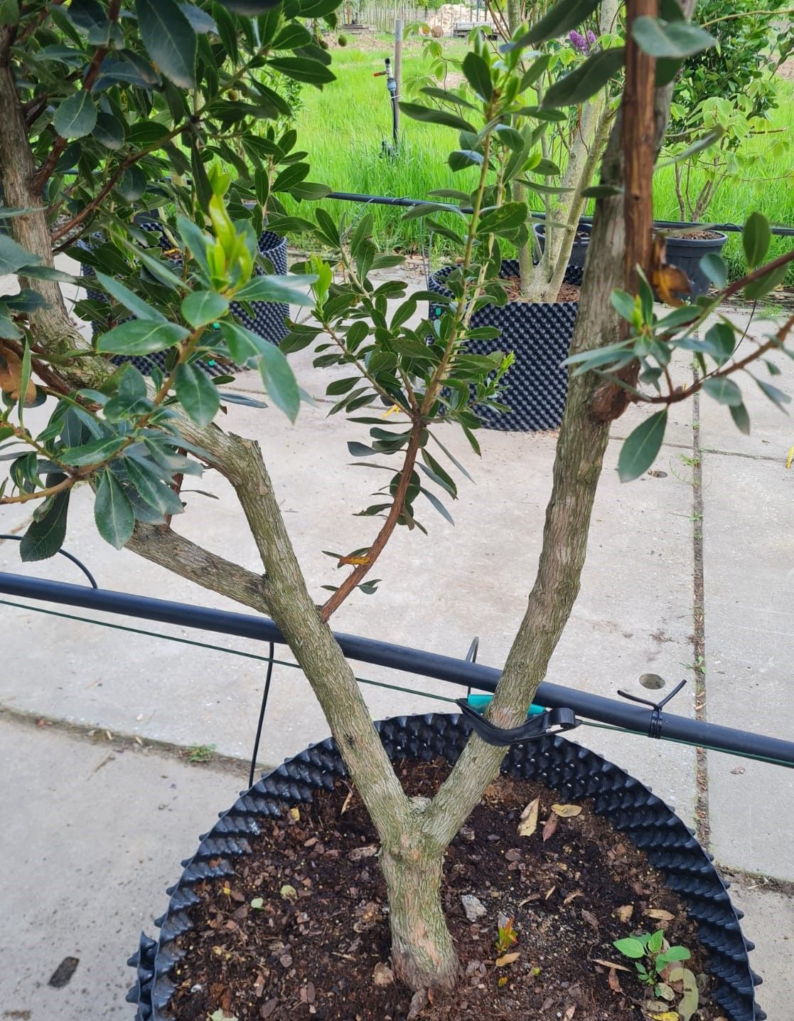 Aardbeiboom | Meerstammig