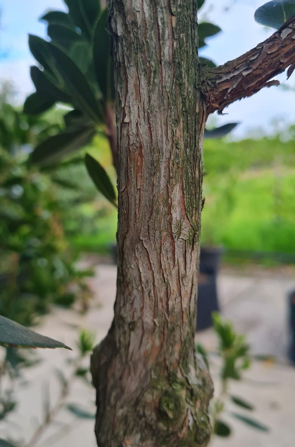 Aardbeiboom | Meerstammig