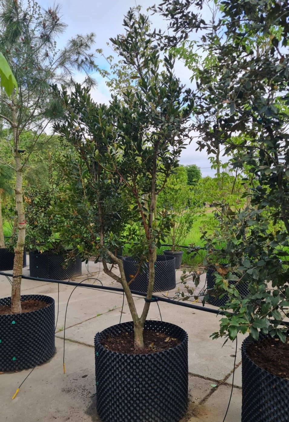 Aardbeiboom | Meerstammig