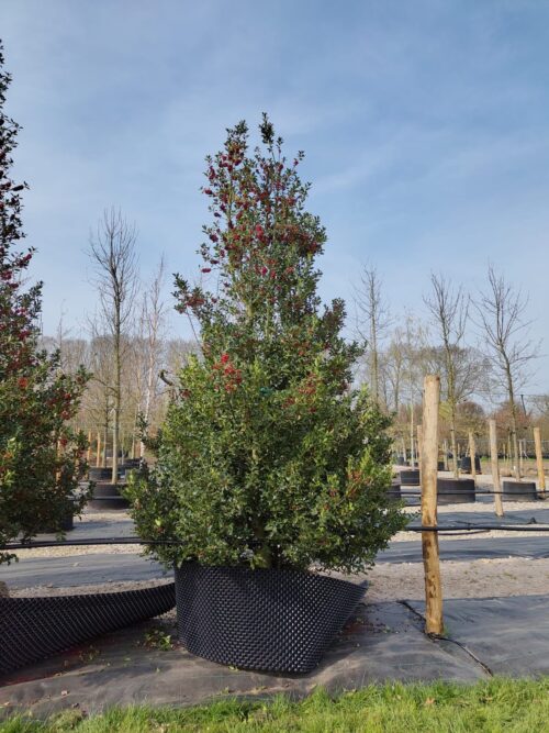 Gewone hulst | Struik