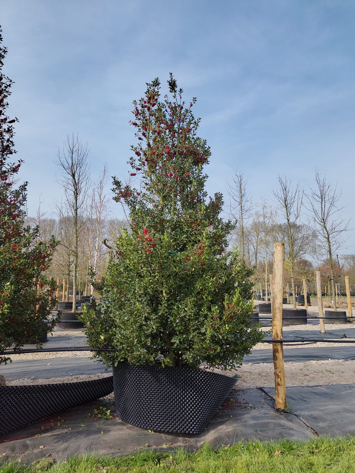 Gewone hulst | Struik