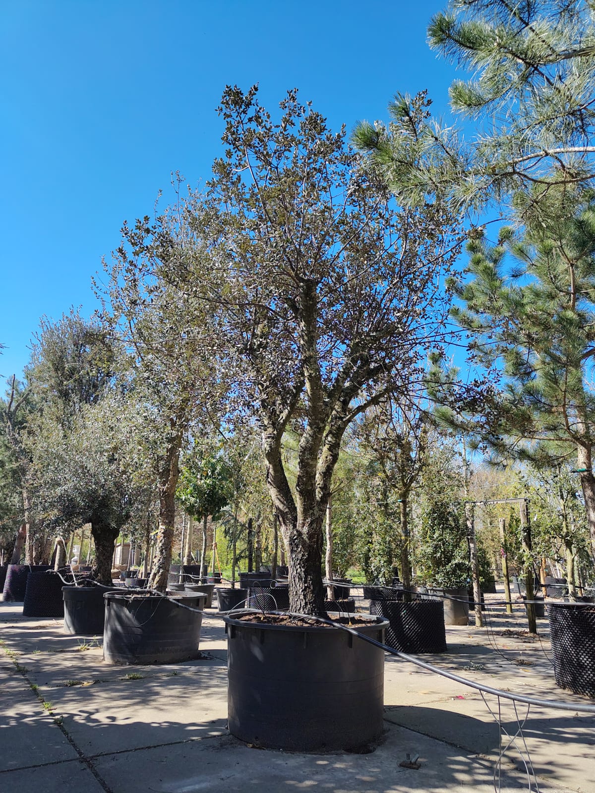 Rondbladige steeneik | Karakterboom