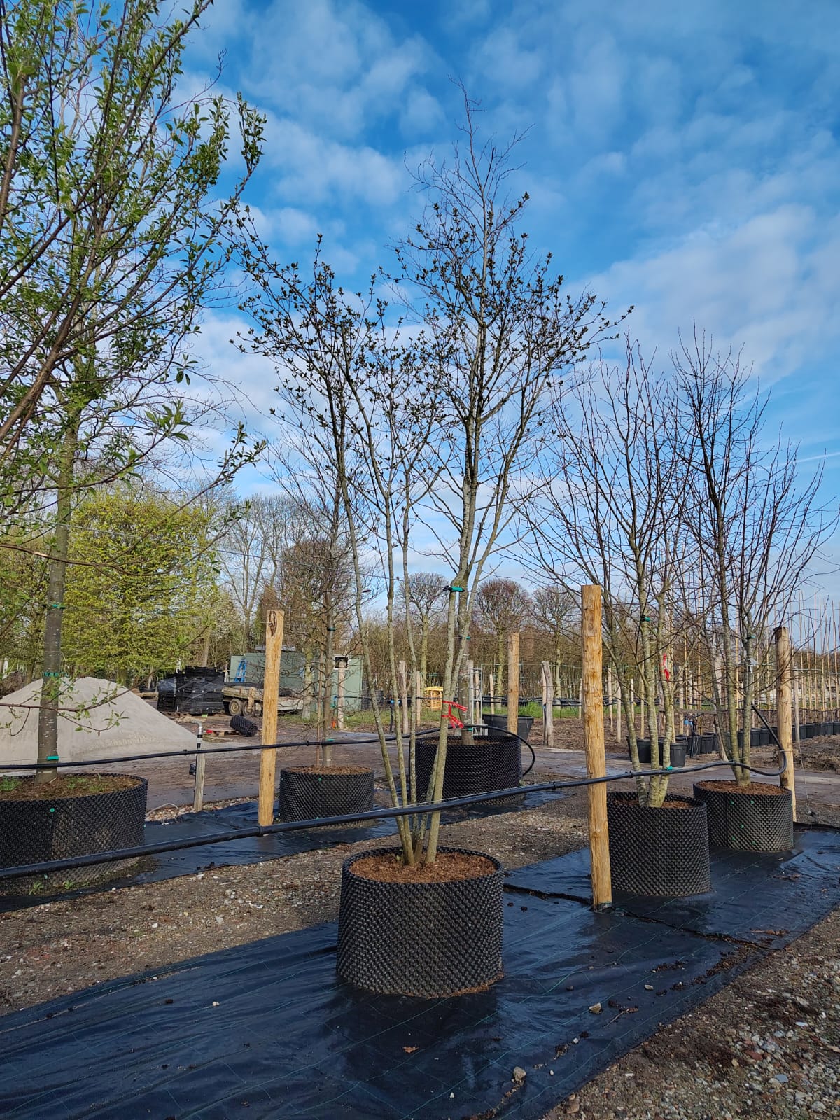 Rode kornoelje | Meerstammig