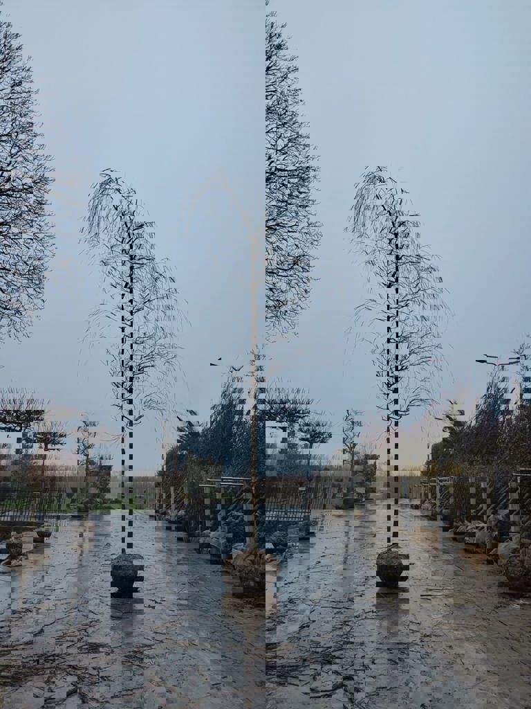 Gele treurwilg | Hoogstam