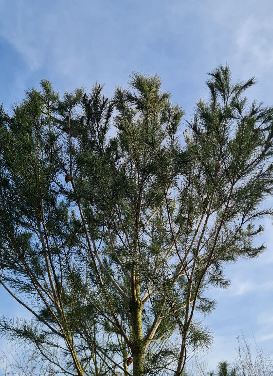 Aleppo-den | Hoogstam