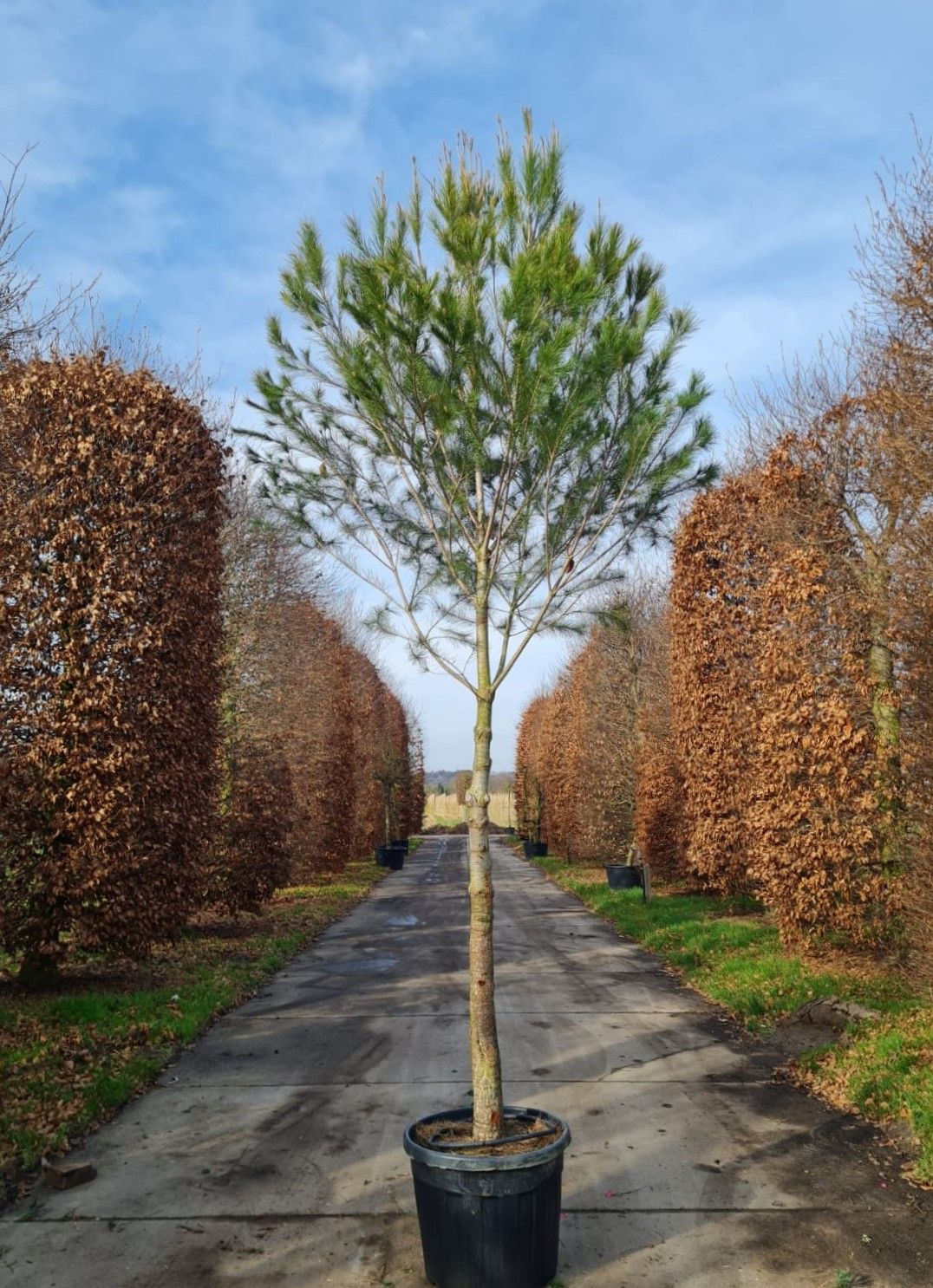 Aleppo-den | Hoogstam