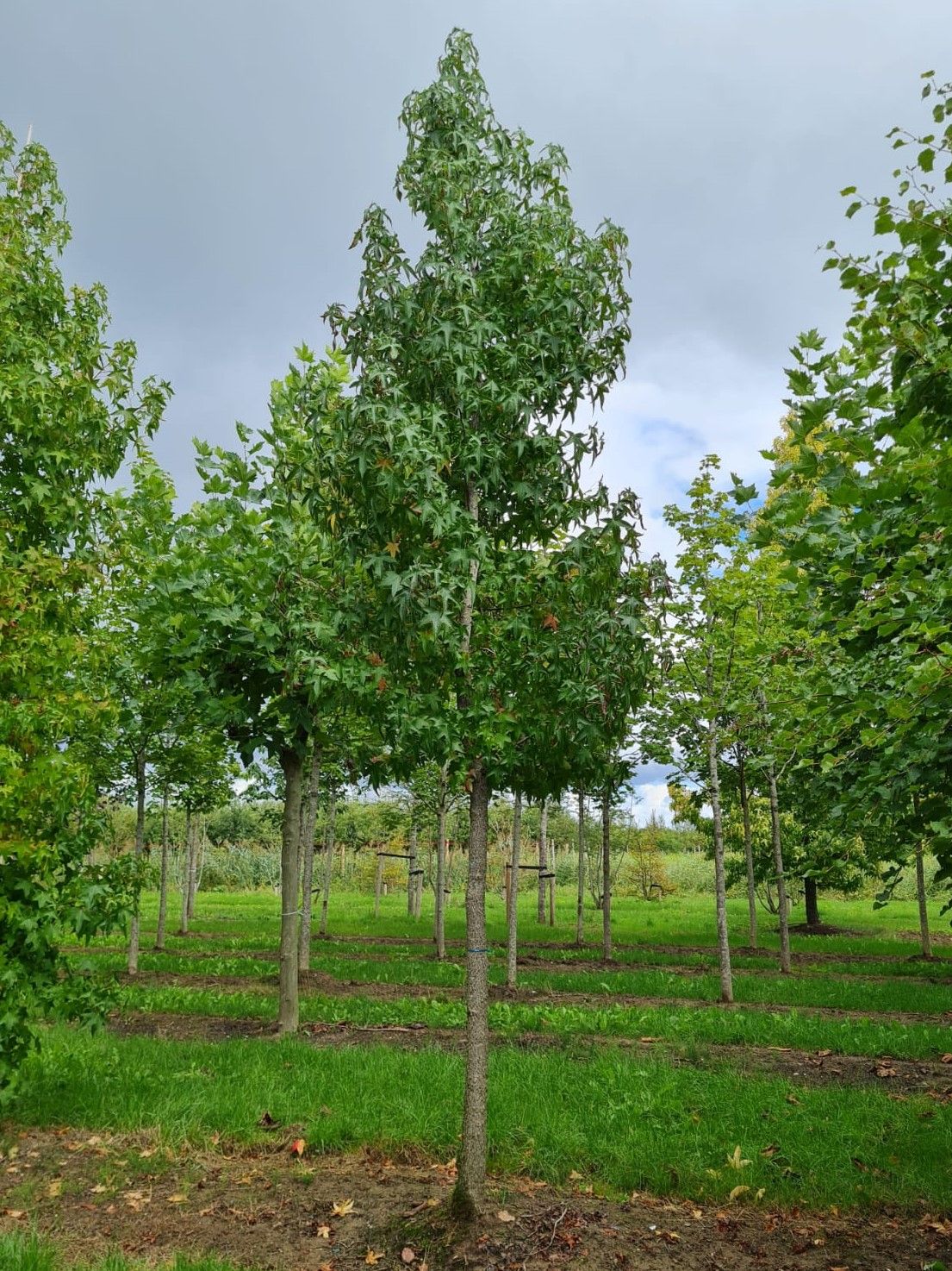 Amberboom | Hoogstam