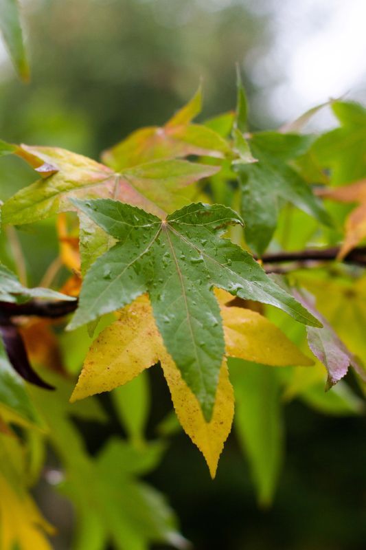 Amberboom | Hoogstam